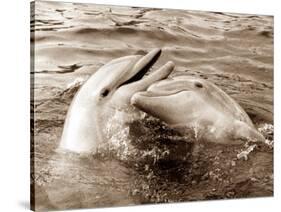 Dolphin Friendship-null-Stretched Canvas