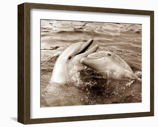 Dolphin Friendship-null-Framed Premium Photographic Print