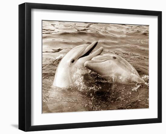 Dolphin Friendship-null-Framed Premium Photographic Print