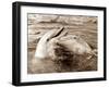 Dolphin Friendship-null-Framed Premium Photographic Print