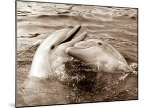 Dolphin Friendship-null-Mounted Premium Photographic Print