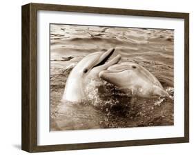 Dolphin Friendship-null-Framed Photographic Print