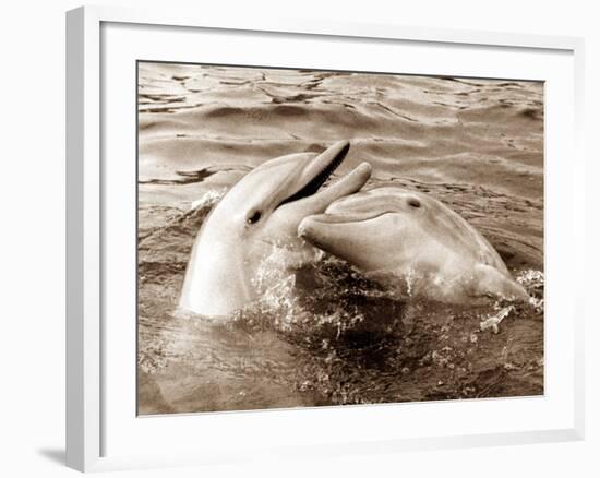 Dolphin Friendship-null-Framed Photographic Print