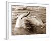 Dolphin Friendship-null-Framed Photographic Print