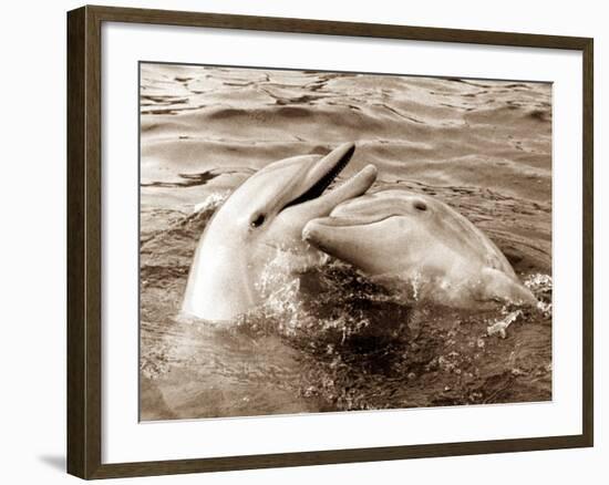 Dolphin Friendship-null-Framed Photographic Print