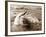 Dolphin Friendship-null-Framed Photographic Print