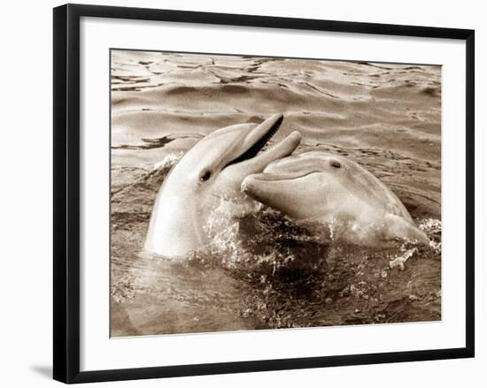 Dolphin Friendship-null-Framed Photographic Print