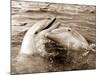 Dolphin Friendship-null-Mounted Photographic Print