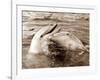 Dolphin Friendship-null-Framed Photographic Print