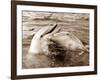 Dolphin Friendship-null-Framed Photographic Print