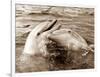 Dolphin Friendship-null-Framed Photographic Print