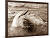 Dolphin Friendship-null-Framed Photographic Print