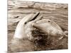 Dolphin Friendship-null-Mounted Photographic Print