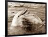 Dolphin Friendship-null-Framed Photographic Print