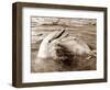 Dolphin Friendship-null-Framed Photographic Print