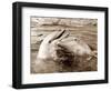 Dolphin Friendship-null-Framed Photographic Print