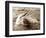 Dolphin Friendship-null-Framed Photographic Print