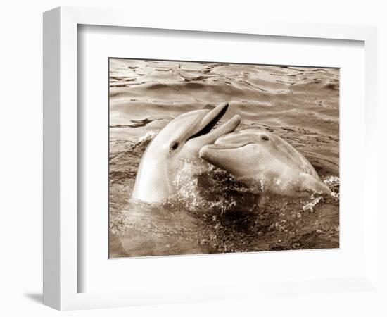 Dolphin Friendship-null-Framed Photographic Print