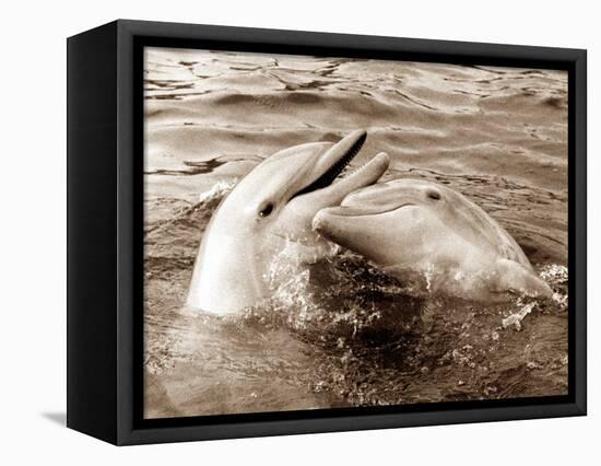 Dolphin Friendship-null-Framed Stretched Canvas