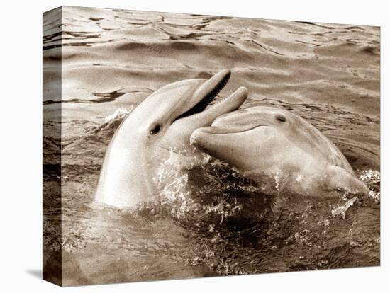 Dolphin Friendship-null-Stretched Canvas