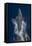 Dolphin Frolicking at the Surface.-Stephen Frink-Framed Stretched Canvas