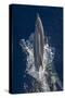 Dolphin Frolicking at the Surface.-Stephen Frink-Stretched Canvas