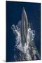 Dolphin Frolicking at the Surface.-Stephen Frink-Mounted Premium Photographic Print