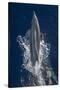 Dolphin Frolicking at the Surface.-Stephen Frink-Stretched Canvas