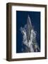 Dolphin Frolicking at the Surface.-Stephen Frink-Framed Photographic Print