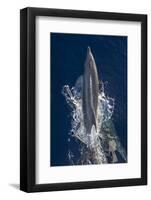 Dolphin Frolicking at the Surface.-Stephen Frink-Framed Photographic Print