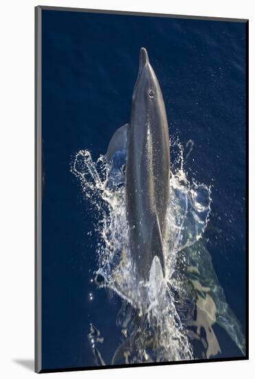 Dolphin Frolicking at the Surface.-Stephen Frink-Mounted Photographic Print