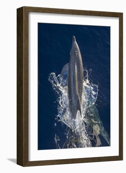 Dolphin Frolicking at the Surface.-Stephen Frink-Framed Photographic Print