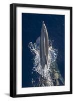 Dolphin Frolicking at the Surface.-Stephen Frink-Framed Photographic Print