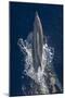 Dolphin Frolicking at the Surface.-Stephen Frink-Mounted Photographic Print