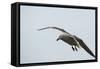 Dolphin Gull-Joe McDonald-Framed Stretched Canvas