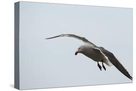 Dolphin Gull-Joe McDonald-Stretched Canvas