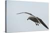 Dolphin Gull-Joe McDonald-Stretched Canvas