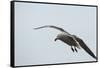 Dolphin Gull-Joe McDonald-Framed Stretched Canvas