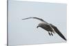 Dolphin Gull-Joe McDonald-Stretched Canvas