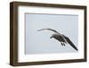 Dolphin Gull-Joe McDonald-Framed Photographic Print