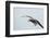 Dolphin Gull-Joe McDonald-Framed Photographic Print