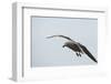 Dolphin Gull-Joe McDonald-Framed Photographic Print