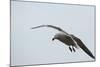 Dolphin Gull-Joe McDonald-Mounted Photographic Print