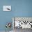 Dolphin Gull-Joe McDonald-Photographic Print displayed on a wall