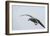 Dolphin Gull-Joe McDonald-Framed Photographic Print