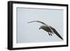 Dolphin Gull-Joe McDonald-Framed Photographic Print