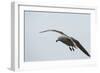 Dolphin Gull-Joe McDonald-Framed Photographic Print