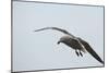 Dolphin Gull-Joe McDonald-Mounted Photographic Print