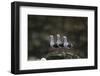 Dolphin Gulls in a Row-DLILLC-Framed Photographic Print