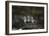 Dolphin Gulls in a Row-DLILLC-Framed Photographic Print